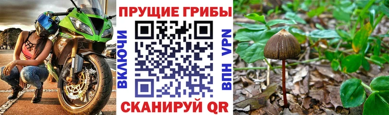 Галлюциногенные грибы Psilocybe  blacksprut вход  Райчихинск 